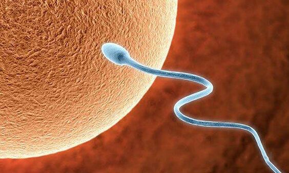 Fungsi biologi pra -gawang